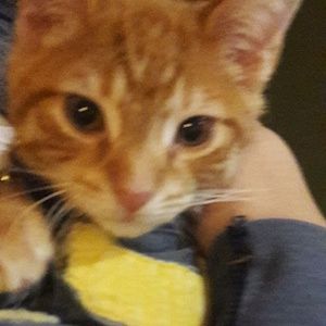 Meet your Posher, Gladys